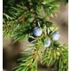 Juniper Berry Essential Oil