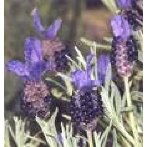 lavender-essential-oil-meaning-in-hindi-best-flower-wallpaper