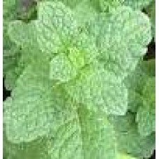 Spearmint Leaf Tea (Organic)